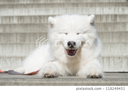 Dog smile. White Samoyed puppy dog smiles muzzle outside Dog smile. White Samoyed puppy dog smiles muzzle outside 118249431