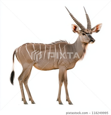 Be captivated by the lesser kudu, a striking antelope, as it stands tall with its distinctive striped fur and majestic long horns, highlighted by the minimalist background. 118249995