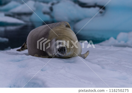 Crabeater Seal resting on a sheet of ice Crabeater Seal resting on a sheet of ice 118250275