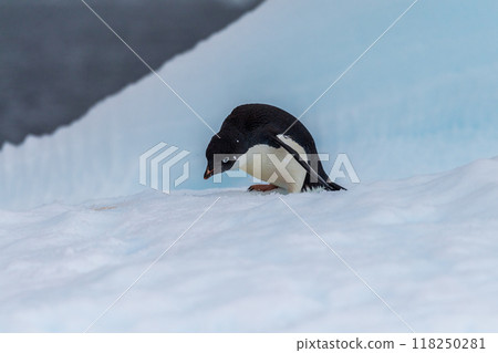 Adelie Penguin standing on an iceberg 118250281
