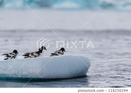 Cape Petrels resting on an iceberg 118250294
