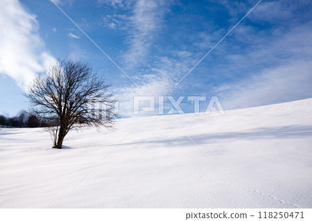 Isolated tree in winter season, nature background 118250471