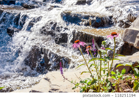 Blooming echinacea against the background of flowing water. 118251194