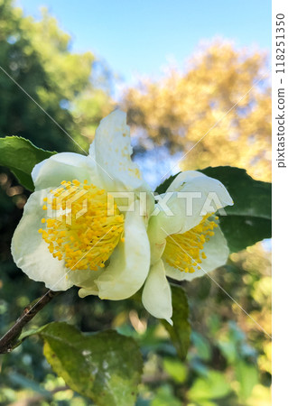 Tea leaf and white flower in tea plantation. Flower of tea on trunk. Beautiful and fresh white tea flower 118251350