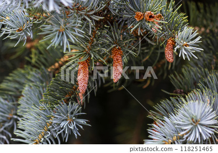 The young cone of the common spruce is pink. Young blue spruce cones. A young fir cone The young cone of the common spruce is pink. Young blue spruce cones. A young fir cone 118251465
