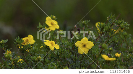Potentilla neumanniana is a shrub with yellow flowers. Potentilla neumanniana is a shrub with yellow flowers. 118251466