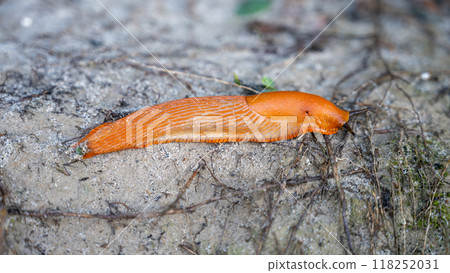 An orange slug is moving over wet earth, showcasing its vibrant color against the neutral background of soil and small plants, appearing to interact with its habitat. 118252031