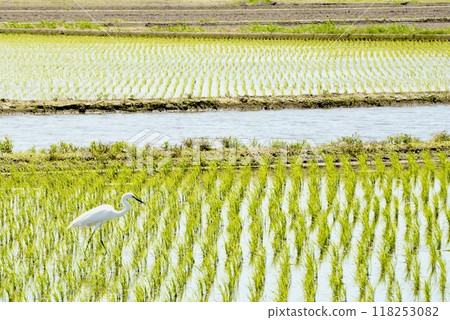 水稻種植後稻田裡的白鷺 水稻種植後稻田裡的白鷺 118253082