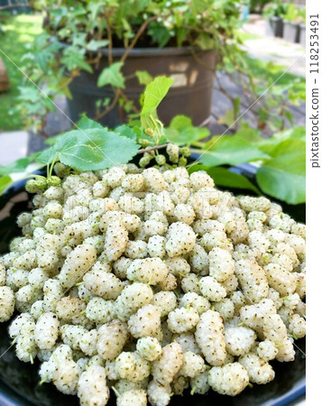 White Mulberry 118253491