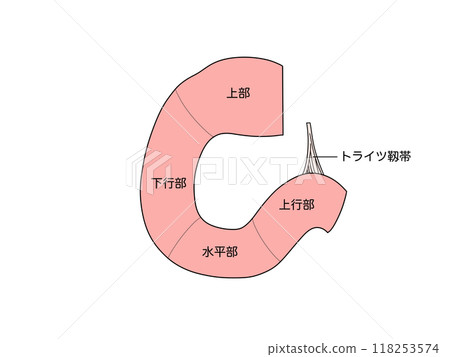 消化系統、十二指腸的解剖學和生理學，帶字母 118253574