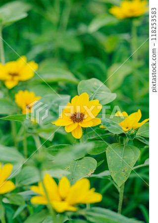 Small sunflowers in early summer 118253583