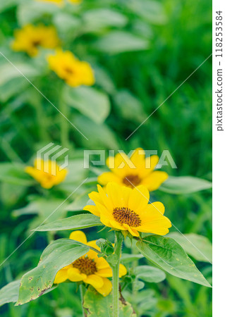 Small sunflowers in early summer 118253584