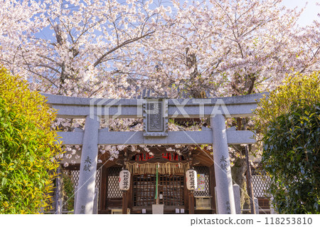 Cherry blossoms in bloom at Hodenji Temple (Jodo-ji Shinnyo-cho, Sakyo Ward, Kyoto City) Cherry blossoms in bloom at Hodenji Temple (Jodo-ji Shinnyo-cho, Sakyo Ward, Kyoto City) 118253810
