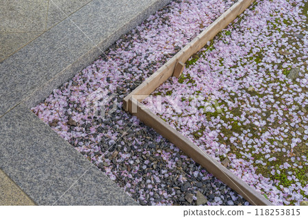 法殿寺的花開（京都市左京區淨土寺新如町） 118253815