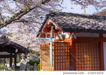 法殿寺的花開（京都市左京區淨土寺新如町） 118253816