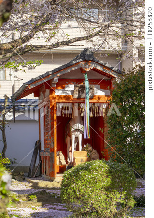 Cherry blossoms in bloom at Hodenji Temple (Jodo-ji Shinnyo-cho, Sakyo Ward, Kyoto City) 118253820