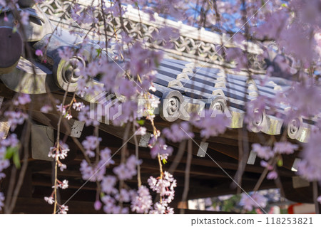 法殿寺的花開(京都市左京區淨土寺新如町) 法殿寺的花開(京都市左京區淨土寺新如町) 118253821
