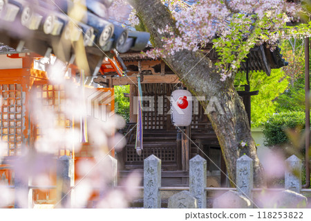 Cherry blossoms in bloom at Hodenji Temple (Jodo-ji Shinnyo-cho, Sakyo Ward, Kyoto City) 118253822
