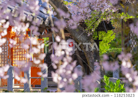 Cherry blossoms in bloom at Hodenji Temple (Jodo-ji Shinnyo-cho, Sakyo Ward, Kyoto City) 118253823