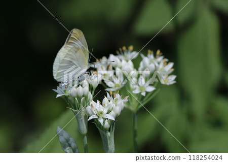 A cabbage white butterfly sucking nectar from a small white flower 118254024