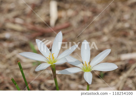 White flower White flower 118254100
