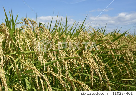 Golden, ripe rice ears and a beautiful blue sky Golden, ripe rice ears and a beautiful blue sky 118254401