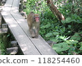 日本獼猴坐在木甲板上 118254460
