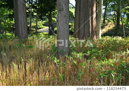 A row of metasequoia trees and well-maintained bamboo undergrowth - sunlight filtering through the trees in midsummer A row of metasequoia trees and well-maintained bamboo undergrowth - sunlight filtering through the trees in midsummer 118254473