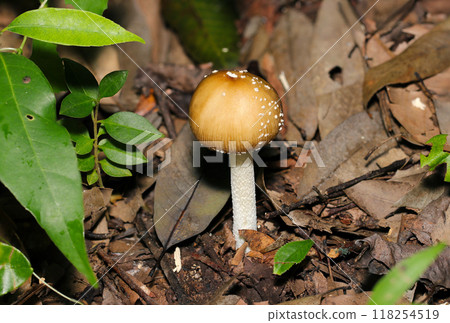 A cute poisonous mushroom, Amanita muscaria, that looks like a mitarashi dango covered in sugar (natural light + strobe, macro close-up) 118254519