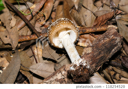 Cute poisonous mushroom, Amanita muscaria: white gills, ring, stem, and volva (natural light + strobe, macro close-up) Cute poisonous mushroom, Amanita muscaria: white gills, ring, stem, and volva (natural light + strobe, macro close-up) 118254520