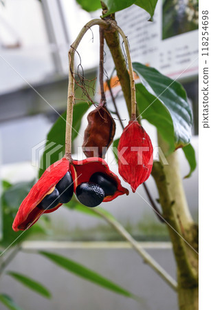 Fruits and seeds of the bellflower 118254698