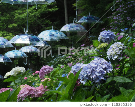 Yanagidani Kannon Hydrangea Scenery Yanagidani Kannon Hydrangea Scenery 118255336