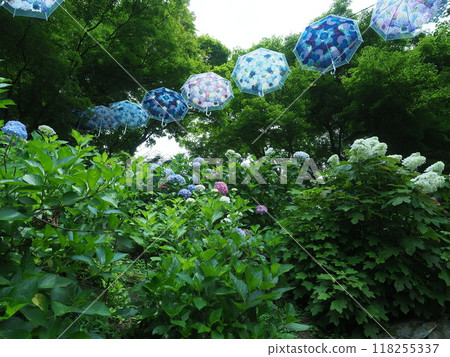 Yanagidani Kannon Hydrangea Scenery Yanagidani Kannon Hydrangea Scenery 118255337