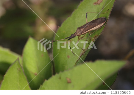 生物 昆蟲 白尾臭蟲，南方臭蟲。長約1厘米，產於山原海岸。 118255665