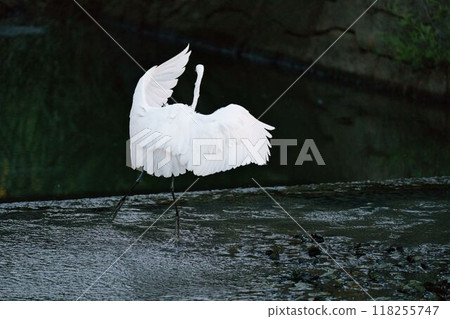 一隻翩翩起舞的大白鷺 118255747