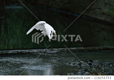 Great Egret looking for fish Great Egret looking for fish 118255753