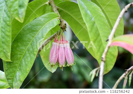 Agapetes grandiflora 118256242