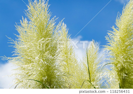 Pampasgrass和秋天的天空 Pampasgrass和秋天的天空 118256431