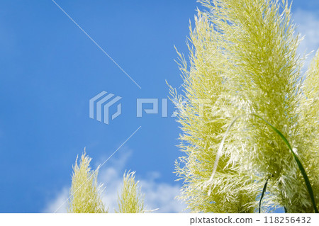 Pampas glas shines in the blue sky 118256432