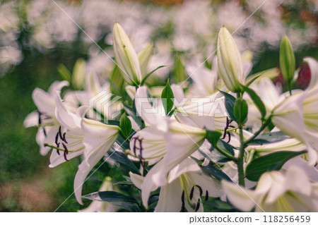 In early summer, lilies emit a sweet fragrance. In early summer, lilies emit a sweet fragrance. 118256459