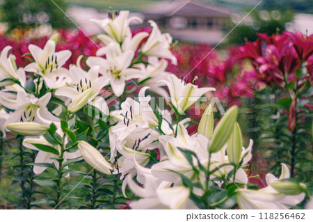 初夏時節，百合花散發著陣陣甜香。 118256462