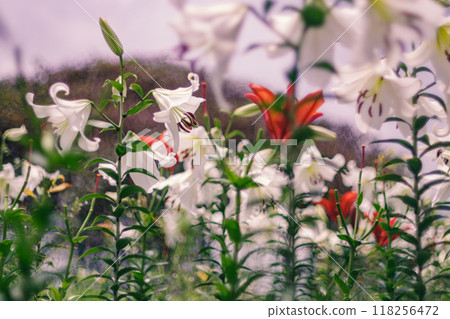 In early summer, lilies emit a sweet fragrance. In early summer, lilies emit a sweet fragrance. 118256472