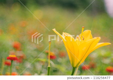 In early summer, lilies emit a sweet fragrance. 118256477