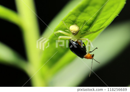 一隻無圖案的棕色蜘蛛抓住了一隻黑色甲蟲（自然光+頻閃微距特寫） 118256689