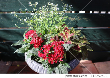 Pentas and Euphorbia planting Pentas and Euphorbia planting 118257409