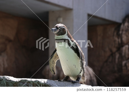 洪堡企鵝的全身側面看 118257559