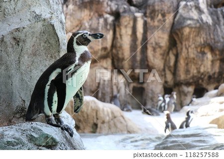 洪堡企鵝側身站立的全身 洪堡企鵝側身站立的全身 118257588