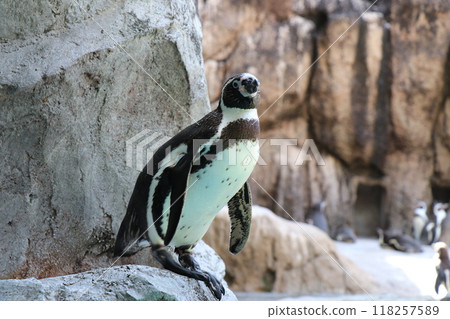 洪堡企鵝側身站立的全身 118257589