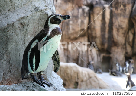 洪堡企鵝側身站立的全身 118257590