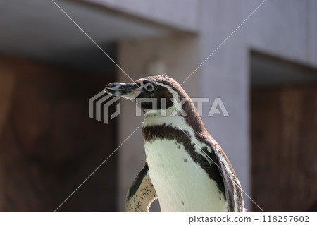 A close-up of a Humboldt penguin standing sideways 118257602